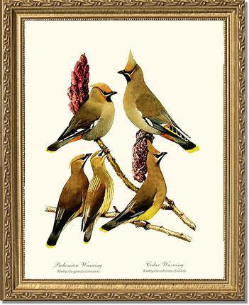 Wax Wings - Charting Nature