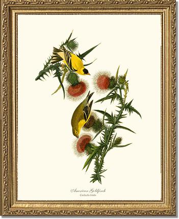 Goldfinch, American | Wildbird Wall Art Print
