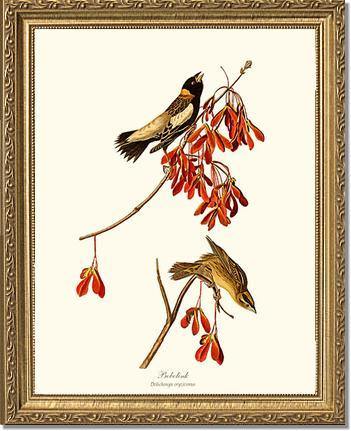 Bobolink - Charting Nature