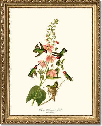 Hummingbird, Anna's - Charting Nature