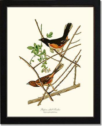 Towhee, Rufous-sided - Charting Nature