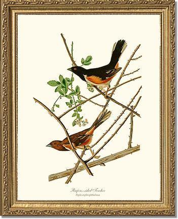 Towhee, Rufous-sided - Charting Nature