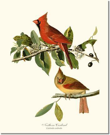 Cardinal, Northern Vintage Audubon Bird Wall Art Print – Charting