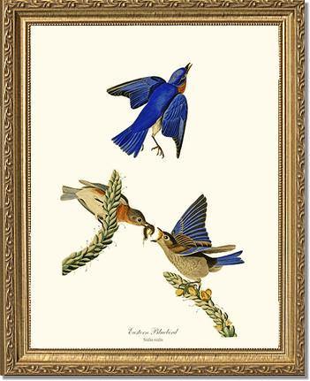 Bluebird, Eastern - Charting Nature