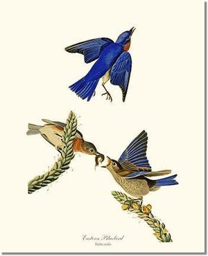 Bird Print: Bluebird, Eastern