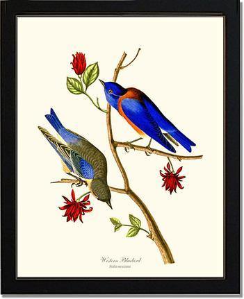 Bluebird, Western - Charting Nature
