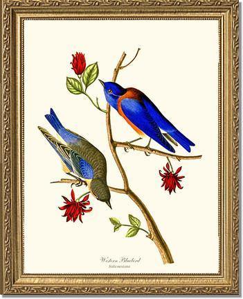 Bluebird, Western - Charting Nature