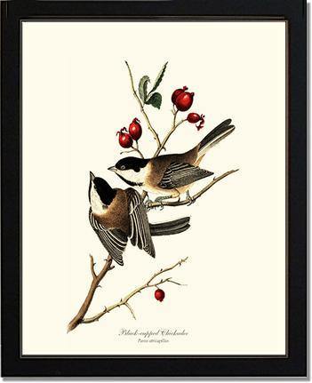 Chickadee, Black-capped - Charting Nature