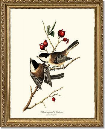 Chickadee, Black-capped - Charting Nature