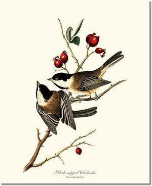Bird Print: Chickadee, Black-capped