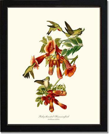 Hummingbird, Ruby-throated - Charting Nature