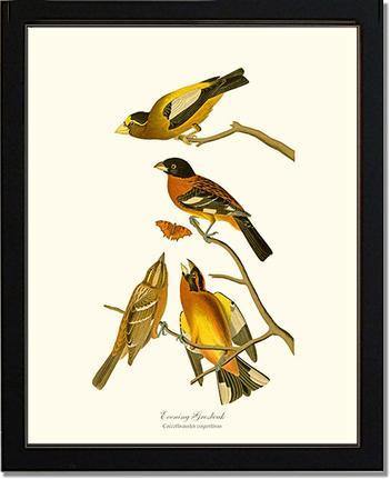 Evening Grosbeak and Black-headed Grosbeak - Charting Nature