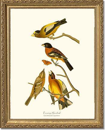 Evening Grosbeak and Black-headed Grosbeak - Charting Nature