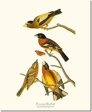 Bird Print: Grosbeaks, Black-headed, Evening