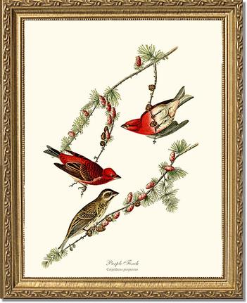 Purple Finch | Wildbird Wall Art Print