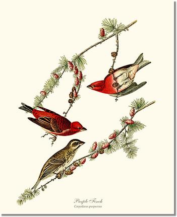 Purple Finch Vintage Audubon Bird Wall Art Print – Charting Nature