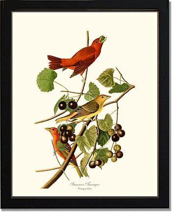 Tanager, Summer - Charting Nature