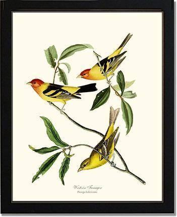 Tanager, Western - Charting Nature