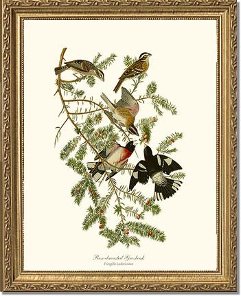 Rose-breasted Grosbeak | Wildbird Wall Art Print