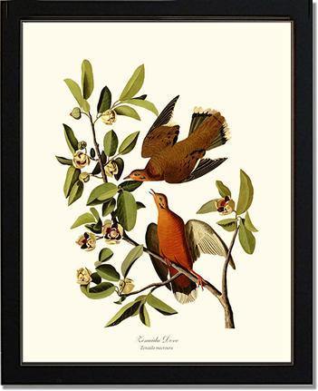 Dove, Zenaida - Charting Nature