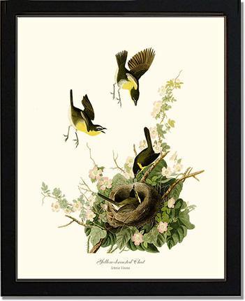 Chat, Yellow-breasted - Charting Nature