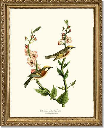 Warbler, Chestnut-sided - Charting Nature