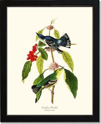 Warbler, Cerulean - Charting Nature