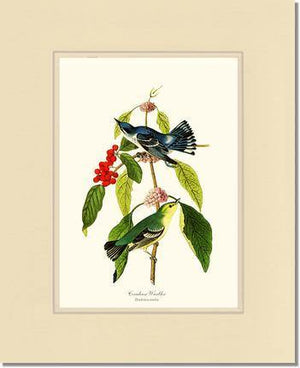 Warbler, Cerulean - Charting Nature