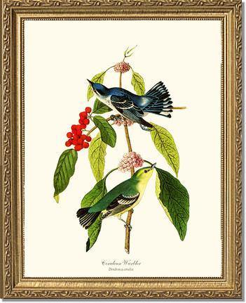 Warbler, Cerulean - Charting Nature