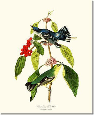 Bird Print: Warbler, Cerulean