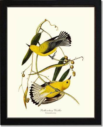 Warbler, Prothonotary - Charting Nature
