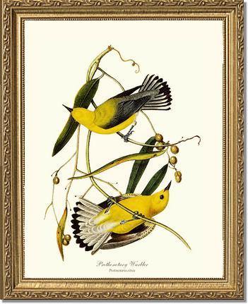 Warbler, Prothonotary - Charting Nature