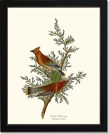Waxwing, Cedar - Charting Nature