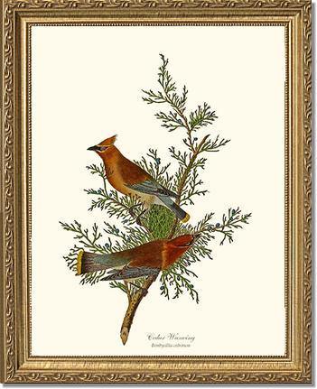 Waxwing, Cedar - Charting Nature