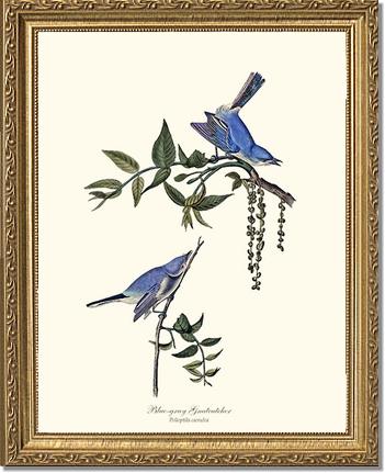 Gnatcatcher, Blue-gray | Wildbird Wall Art Print