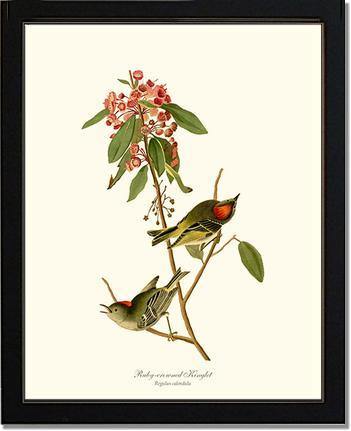 Kinglet, Ruby-crowned - Charting Nature