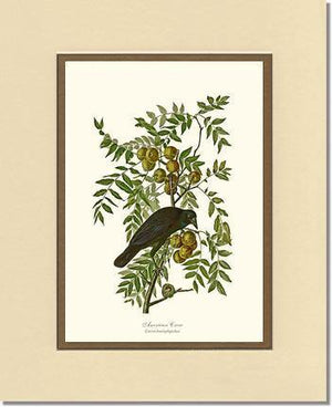 Crow, American - Charting Nature