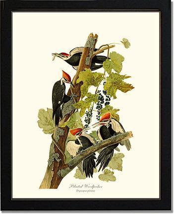 Woodpecker, Pileated - Charting Nature
