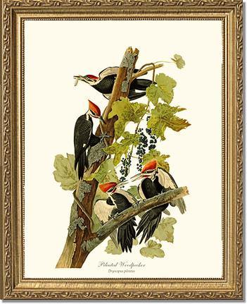 Woodpecker, Pileated - Charting Nature