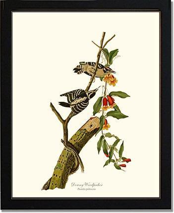 Woodpecker, Downy - Charting Nature