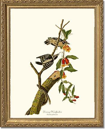 Woodpecker, Downy - Charting Nature