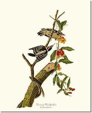Bird Print: Woodpecker, Downy