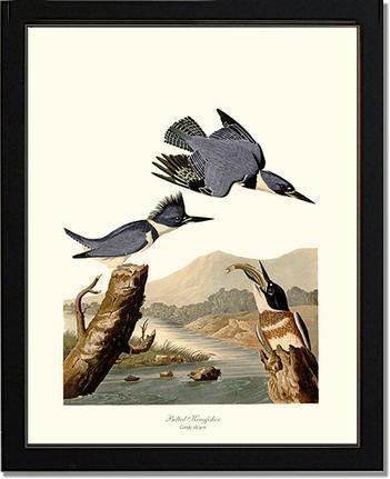 Kingfisher, Belted - Charting Nature