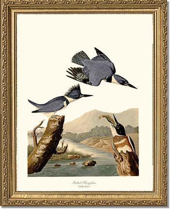 Kingfisher, Belted - Charting Nature