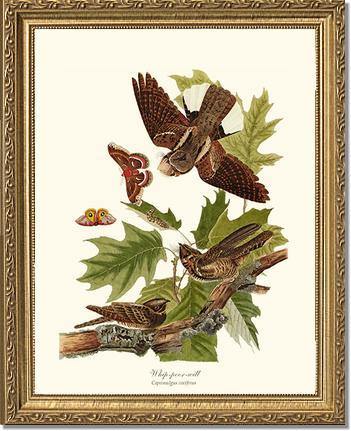 Whip-poor-will - Charting Nature