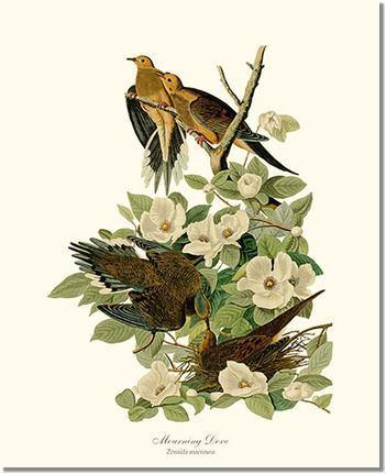 Dove, Mourning Vintage Audubon Bird Wall Art Print – Charting Nature
