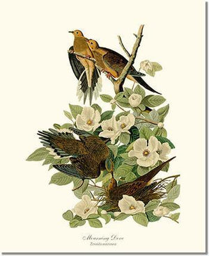 Bird Print: Dove, Mourning