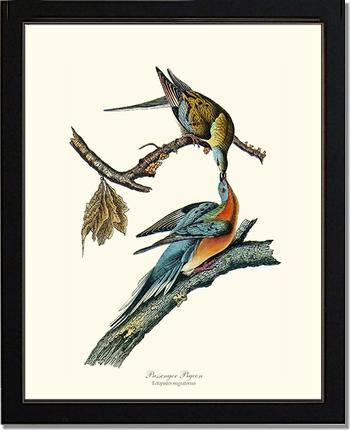 Pigeon, Passenger - Charting Nature