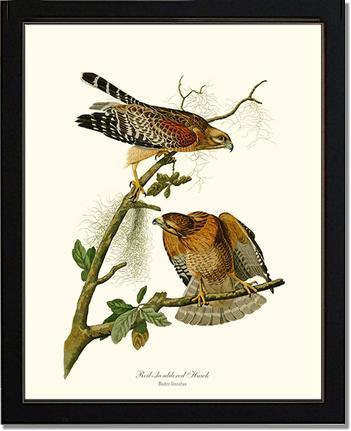 Hawk, Red-shouldered - Charting Nature