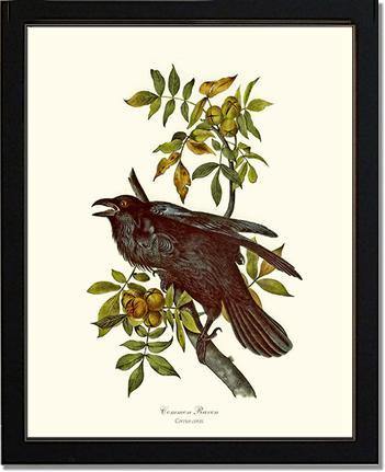 Raven, Common - Charting Nature